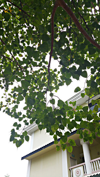 The Bodhi tree at Mangala Vihara