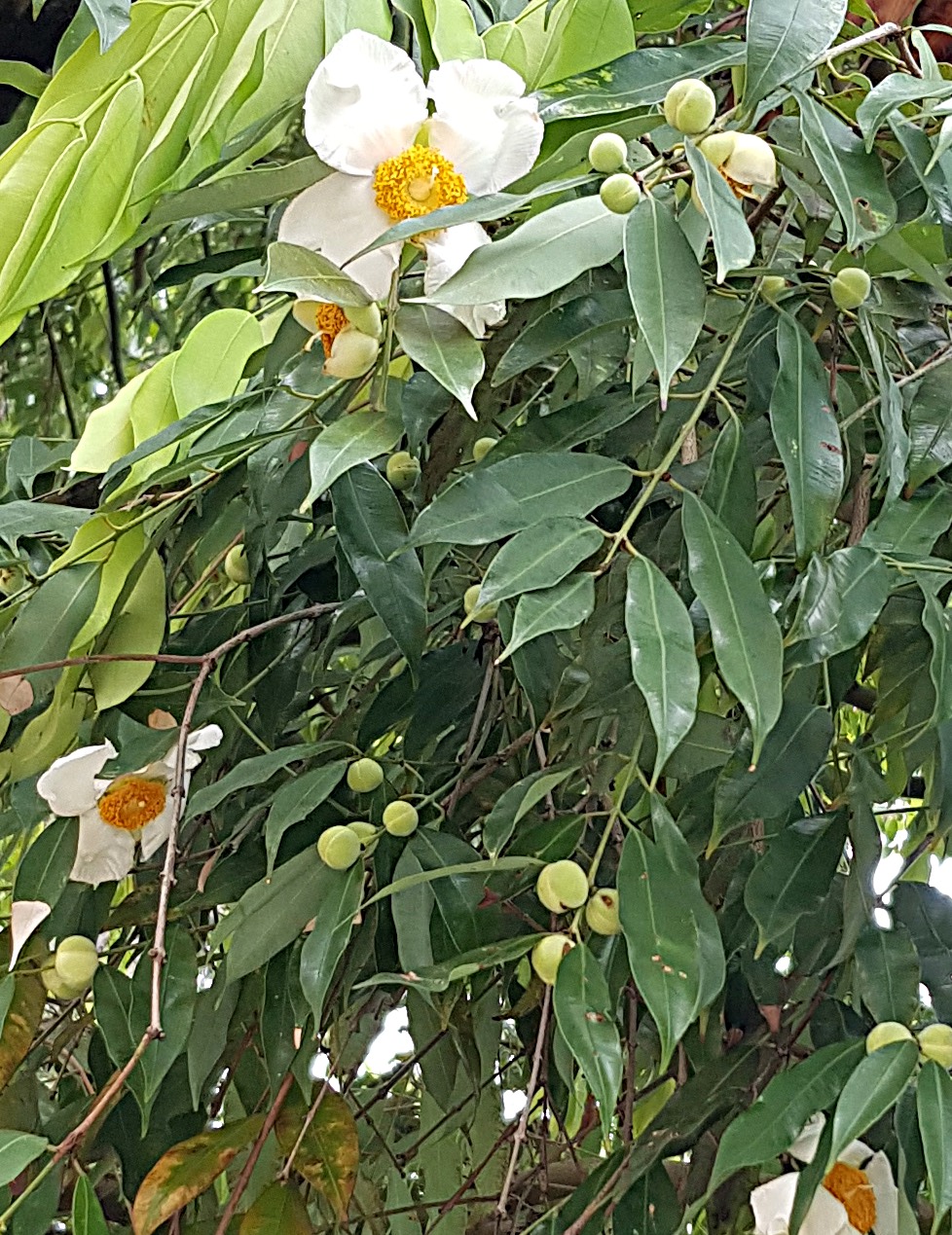 The Naga Puspa tree in bloom